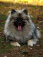 Keeshond puppies