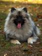 Keeshond puppies