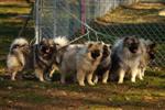 Keeshond puppies