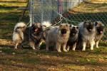 Keeshond puppies