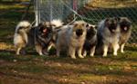 Keeshond puppies