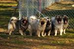 Keeshond puppies