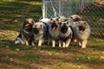 Keeshond puppies
