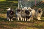 Keeshond puppies