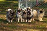 Keeshond puppies