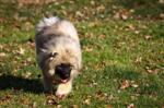 Keeshond puppies