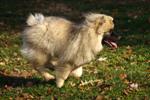 Keeshond puppies