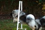 Keeshond puppies