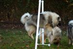 Keeshond puppies