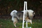 Keeshond puppies