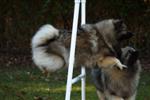 Keeshond puppies