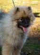 Keeshond puppies