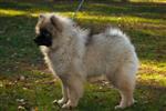Keeshond puppies