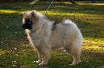 Keeshond puppies