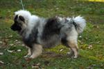 Keeshond puppies