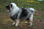 Keeshond puppies