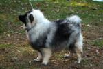 Keeshond puppies