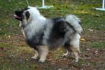 Keeshond puppies