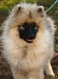 Keeshond puppies