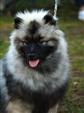 Keeshond puppies