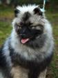 Keeshond puppies