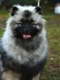 Keeshond puppies