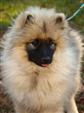 Keeshond puppies