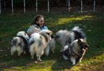 Keeshond puppies