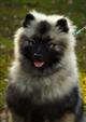 Keeshond puppies