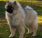 Keeshond puppies
