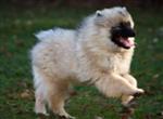 Keeshond puppies