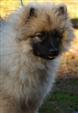 Keeshond puppies