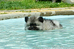 2015 Keeshond puppy