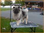 Keeshond 1