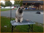 Keeshond 2