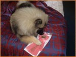 Keeshond 4