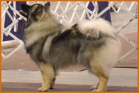 Kallie Female Keeshond Color: Black and Cream