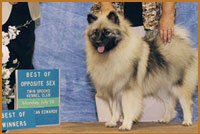 Kami, an adorable Keeshond