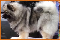 Kayah Female Keeshond Color: Black and Cream