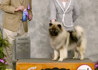 Kami, beautiful Keeshond