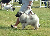 Boo won a BOB puppy