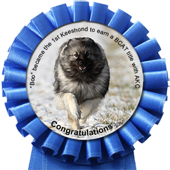 'Boo' became the 1st Keeshond to earn a BCAT title with AKC