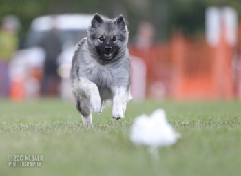 Boo's FCAT trials