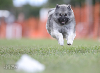 Boo's FCAT trials