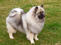 Kami, beautiful Keeshond