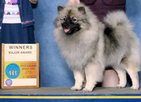 Kandy, an adorable Keeshond