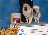 Kandy, an adorable Keeshond