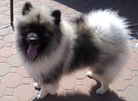Kati, a sweet Keeshond