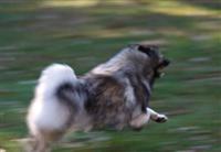 Kayah