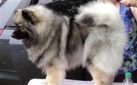 Kayah